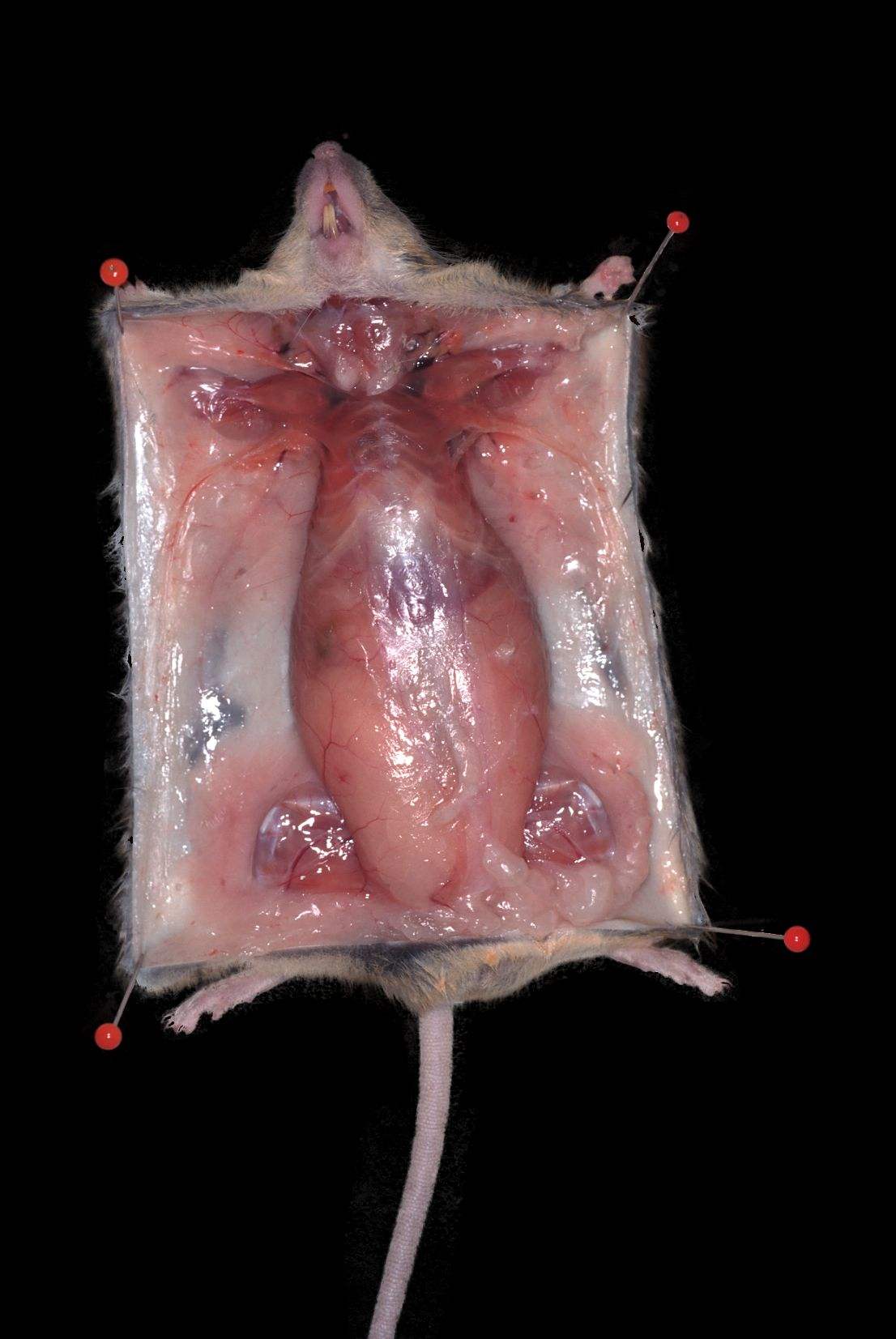 Where are the mesenteric lymph nodes located?