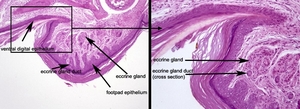 Adnexal_Glands