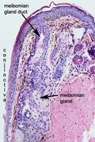 Adnexal_Glands