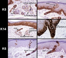 Adnexal_Glands