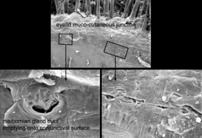 Adnexal_Glands