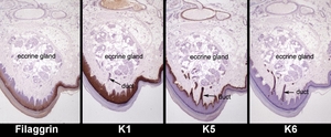 Adnexal_Glands