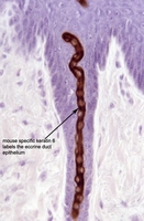 Adnexal_Glands