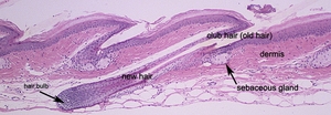 Anatomic_hair_types