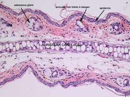 Anatomic_hair_types