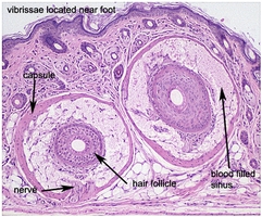 Anatomic_hair_types