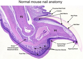 Annotated_anatomy_of_the_mouse_nail