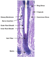 Annotated_anatomy_of_the_mouse_vibrissa