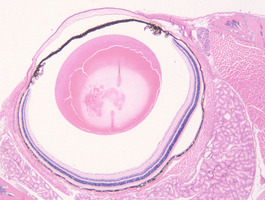 Beige_Lysosomal_trafficing_regulator_(Lyst-bg)_Chr13