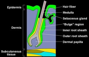 Hair_cycle