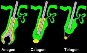 Hair_cycle